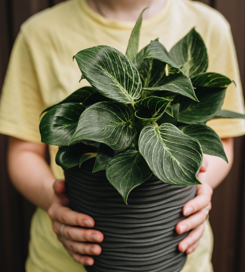 Philodendron ‘Birkin’