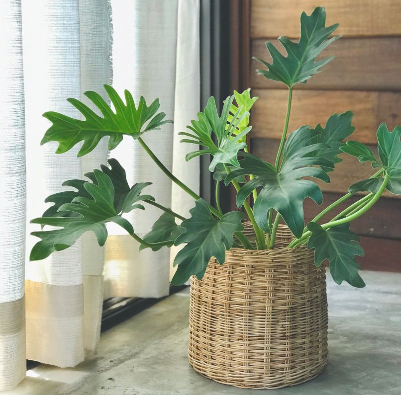 Philodendron xanadu