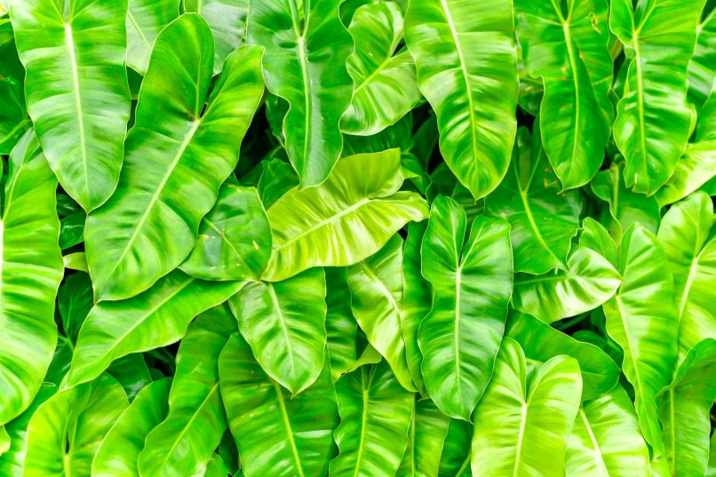 Philodendron domesticum