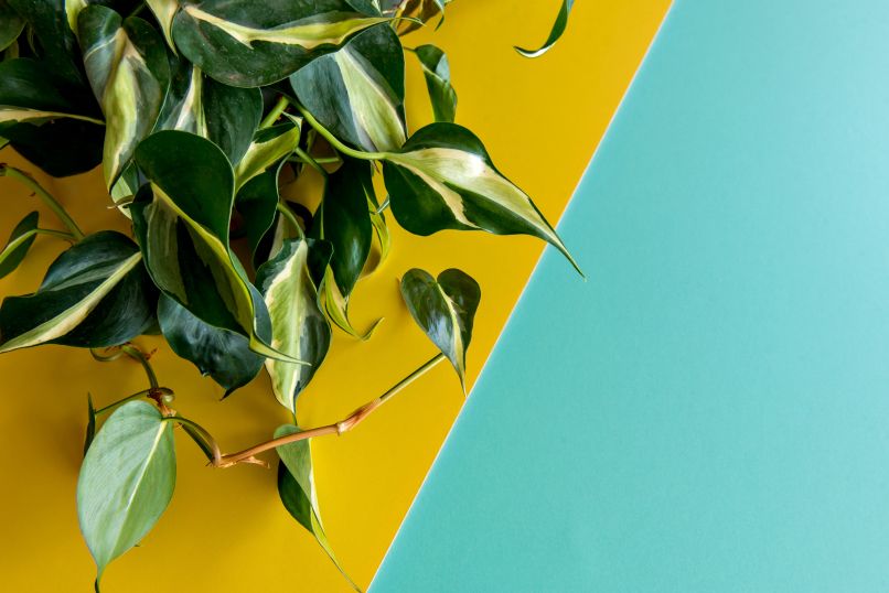 Philodendron hederaceum ‘Brasil’