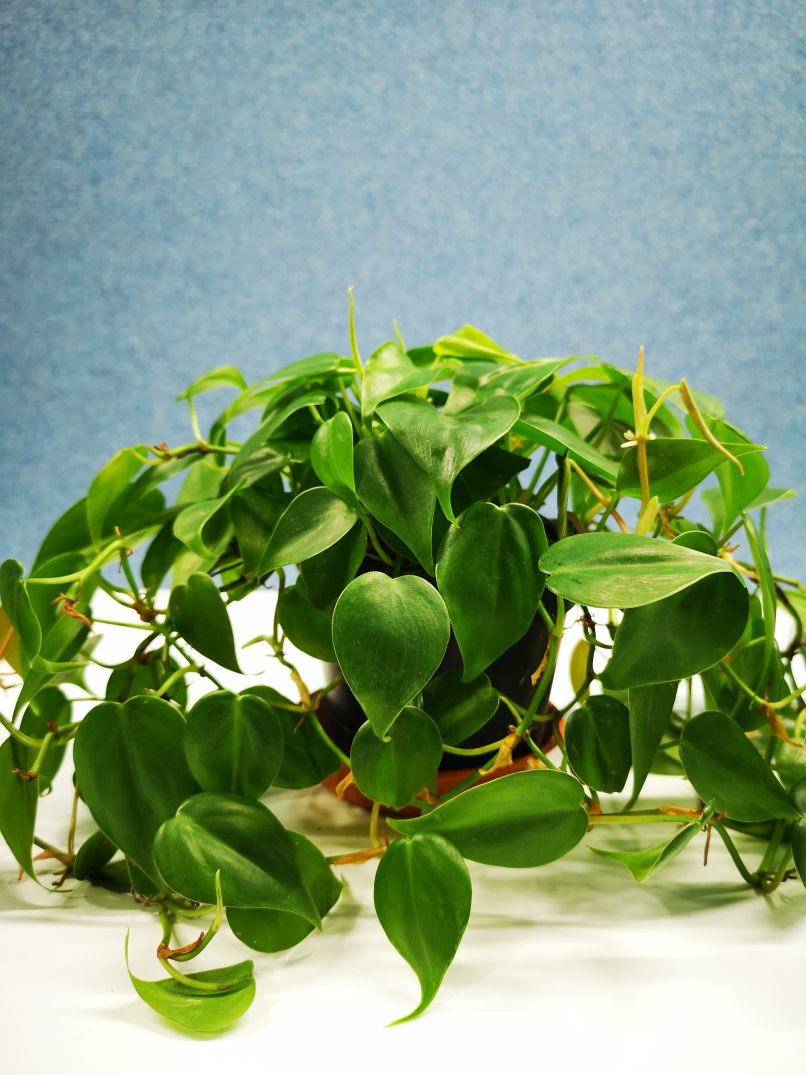 Philodendron hederaceum