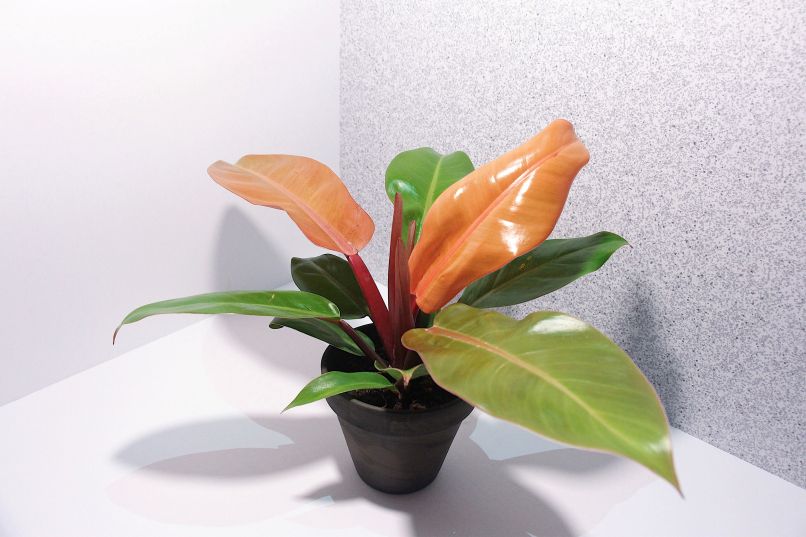 Philodendron ‘Prince of Orange’