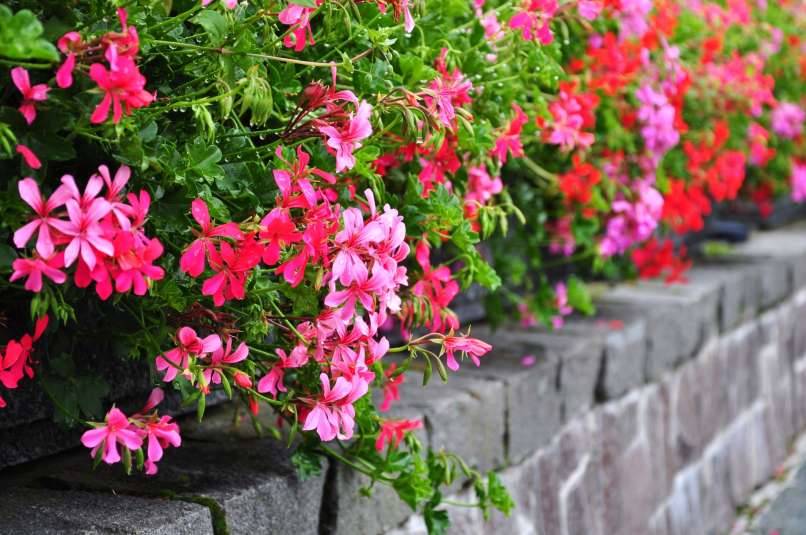 viseča pelargonija 