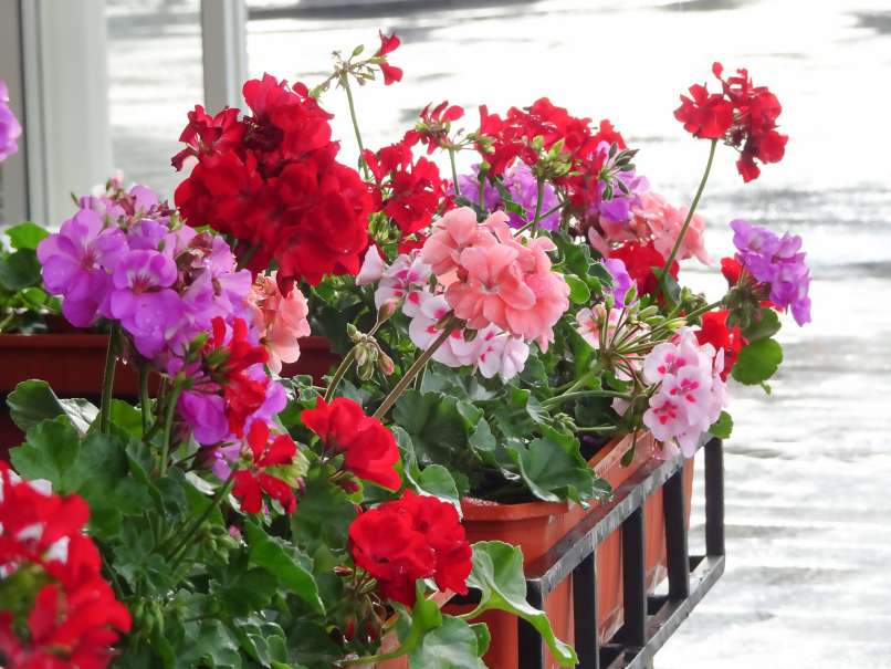 pelargonija 