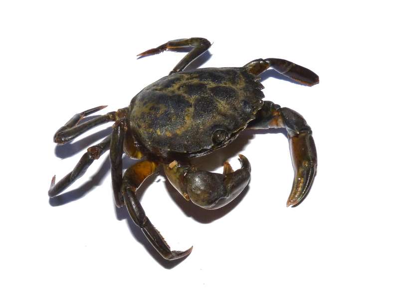 crab-gc472db92a_1920