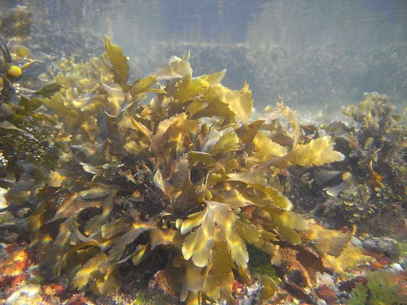 Fucus_serratus_alga