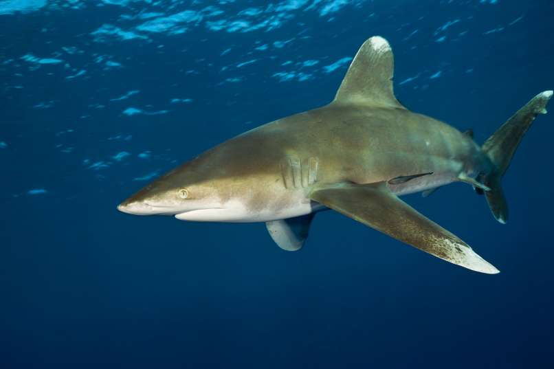 Carcharhinus longimanus peščeni morski pes profimedia-0049427332