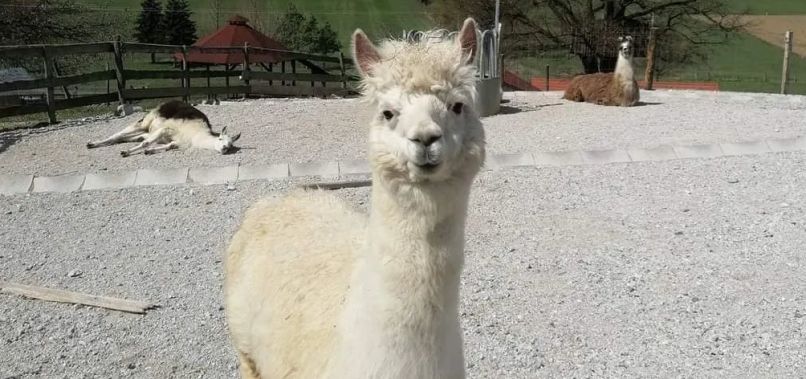 alpaka