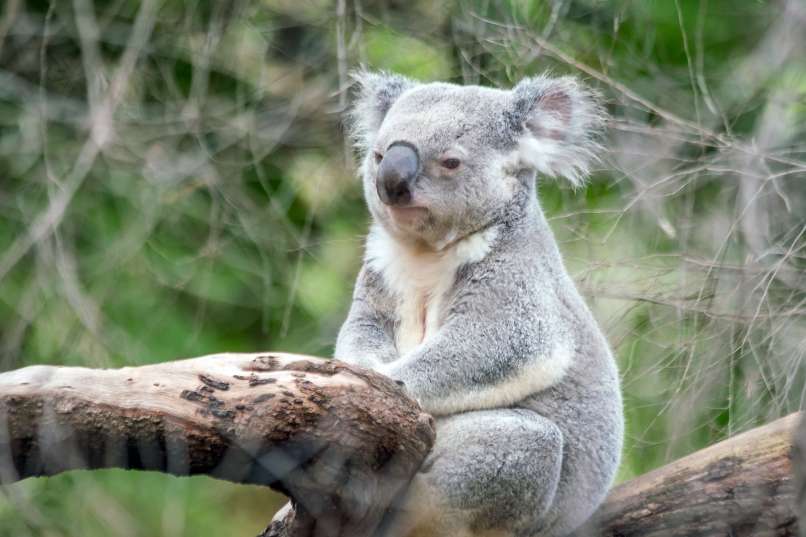 Koala
