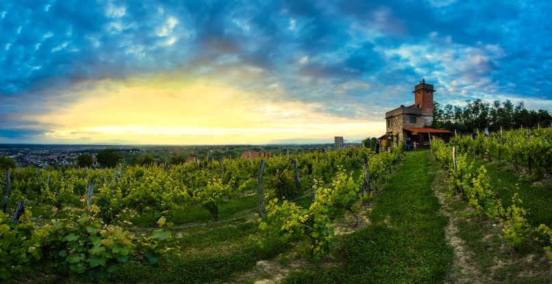 Pogled s Daruvarske vinske ceste – Vezmarova kula (D. Bakarić)