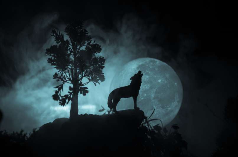 volk polna luna