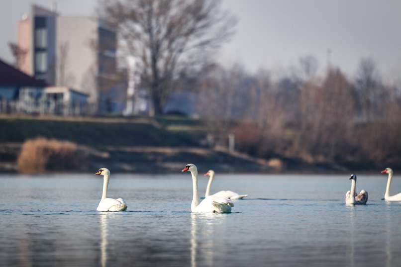 labodi, soboško-jezero