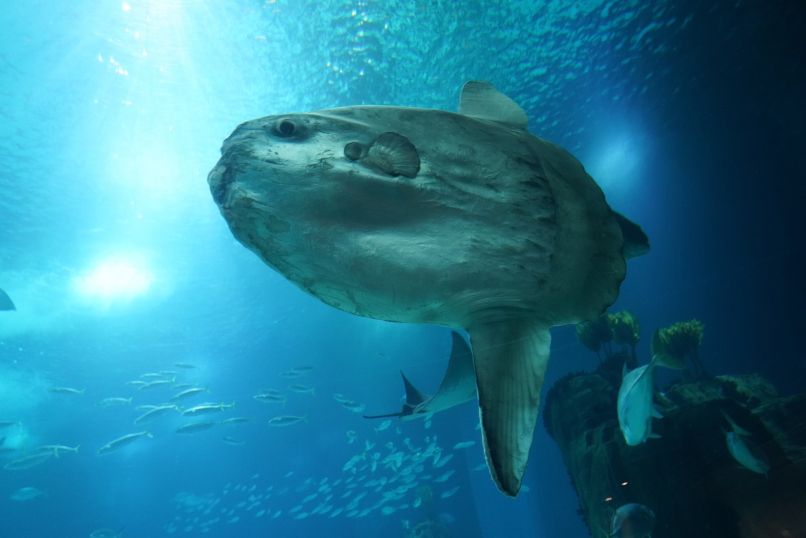 ocean-sunfish-7177835_1920