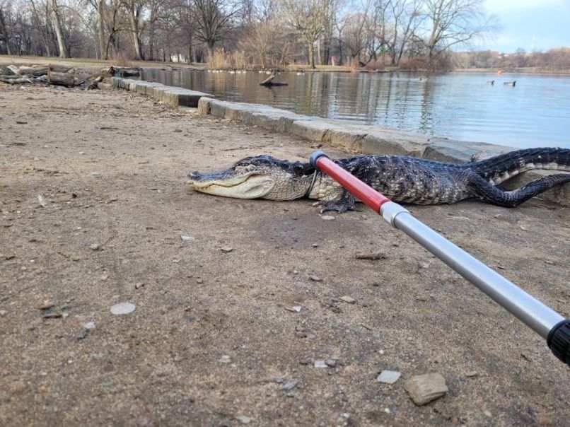aligator, brooklyn-prospect-park