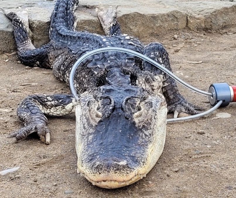 aligator, brooklyn-prospect-park
