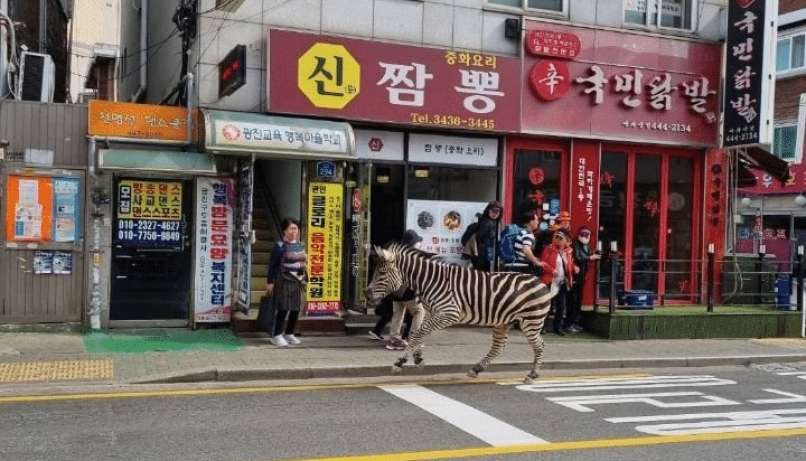 zebra