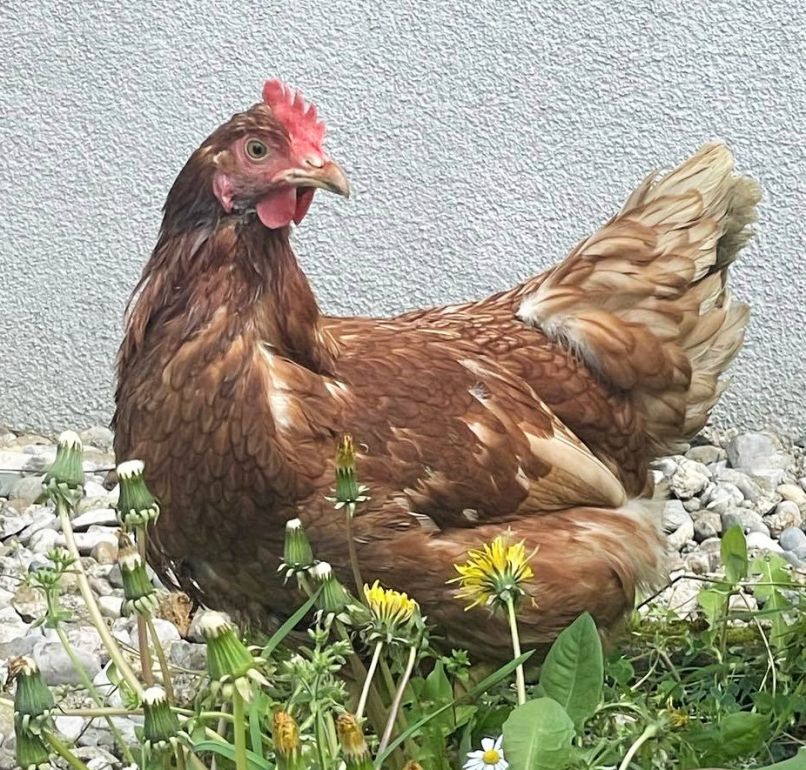 kokoš, koroška, nada