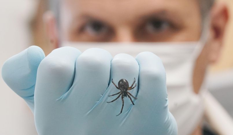 pajek lažna črna vdova Steadota nobilis