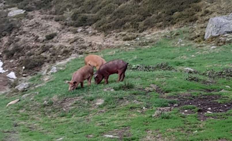 prašiči, mirnock, koča