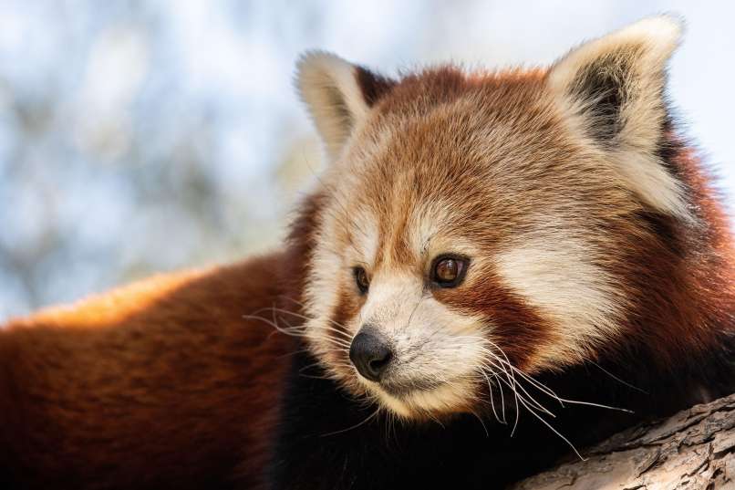 rdeča, panda, pobegnila