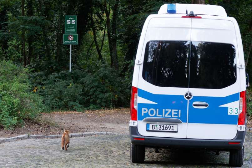 berlin, kleinmachow, iskanje levinje