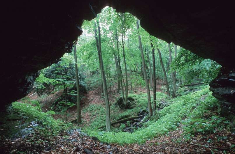 gozd, harz