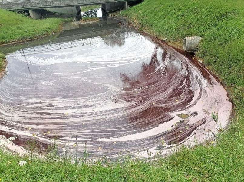 badaševica, rdeča barva, vino