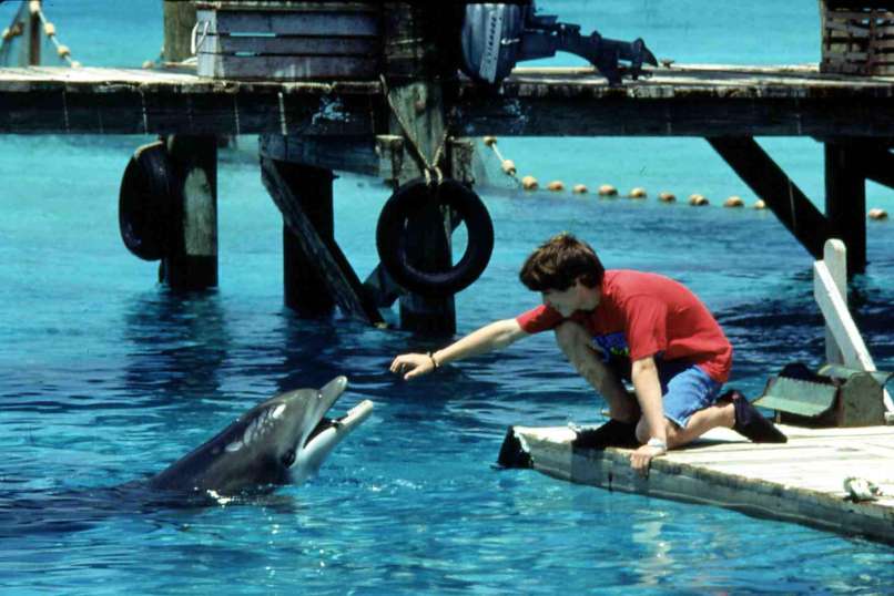 Ime skupine Die Flippers izhaja iz ameriške serije o delfinu Flipperju