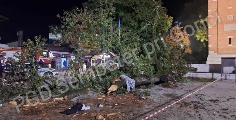 lipa, šempeter pri gorici