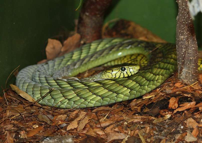 zelena mamba
