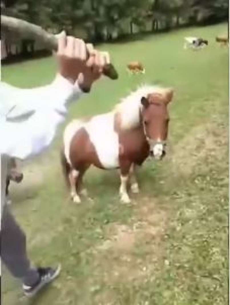 poni, napad, pameče