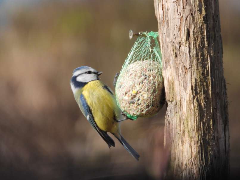 Plavček_Cyanistes caeruleus_2023_11_26_DK