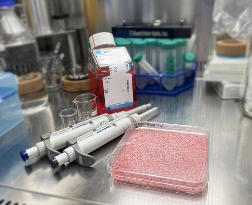 laboratorijsko meso
