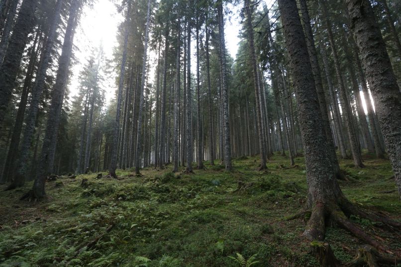 gozd, smreka