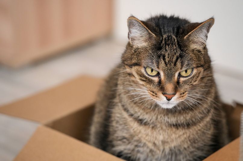 cat-in-a-box