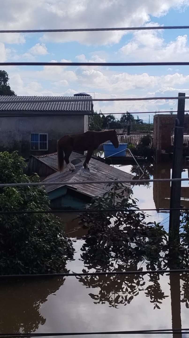 horse-streha