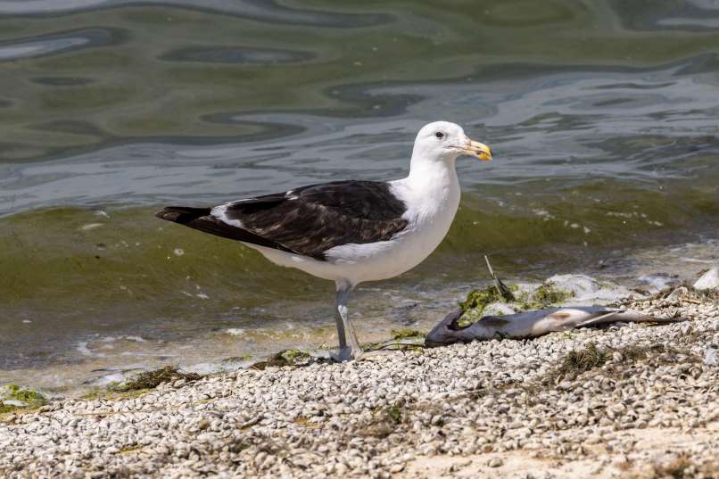 galeb-simbolična