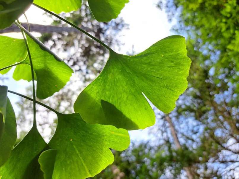 gingko