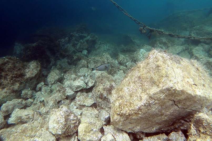 acanthurus monroviae