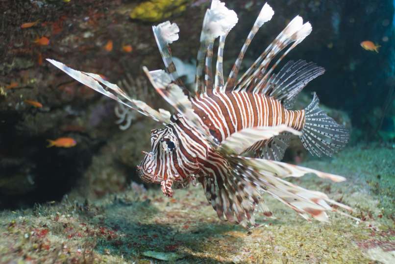 Pterois miles