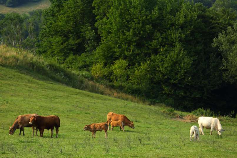 živinoreja, živina, krave, paša