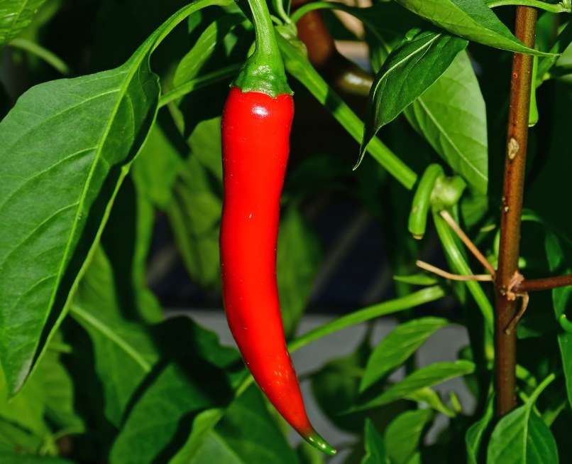 kajenski poper, pekoča paprika