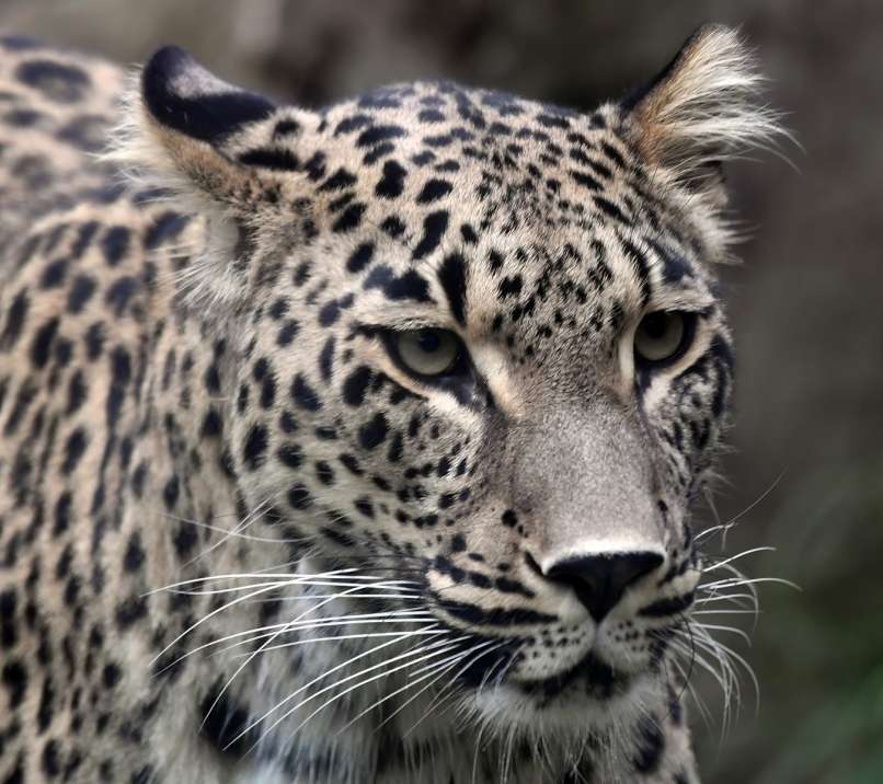 perzijski leopard