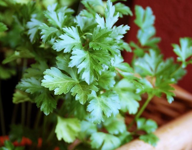 parsley-126155_1280