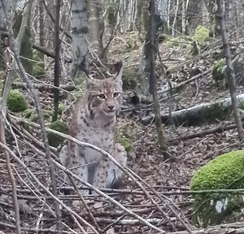 ris, menišija