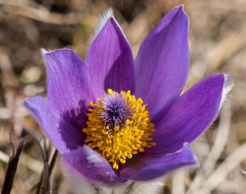 Sentjur_Tour_velikonocnica_Boletina_Ponikva_rastisce_Pulsatilla_Grandis_narava_os_5_b