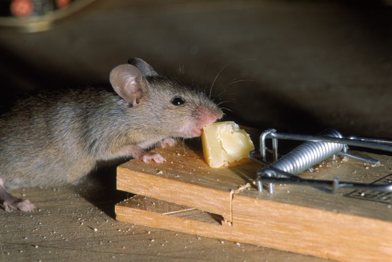 miš, miška