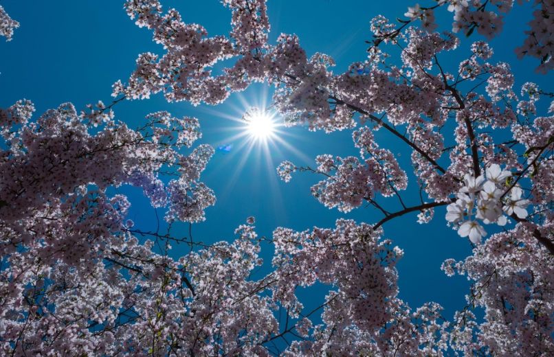sonce, pomlad
