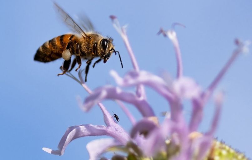 čebele-pollinators-7982752