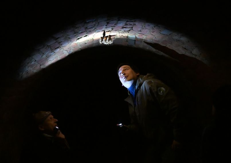 netopir, myotis-emarginatus